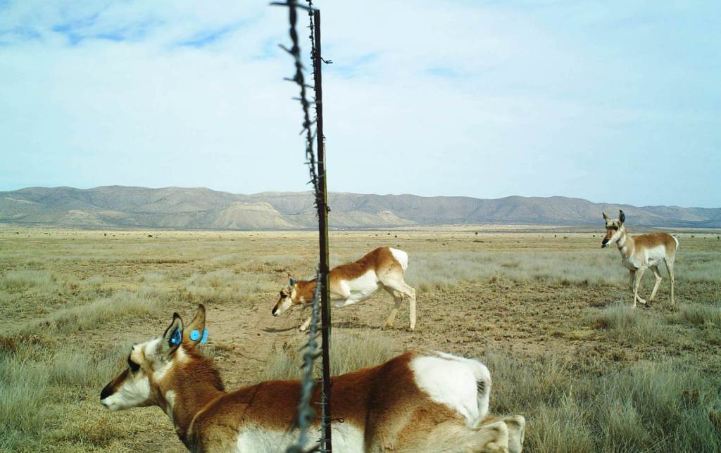 Pronghorn Under Fence