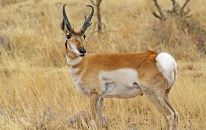 Lone Pronghorn