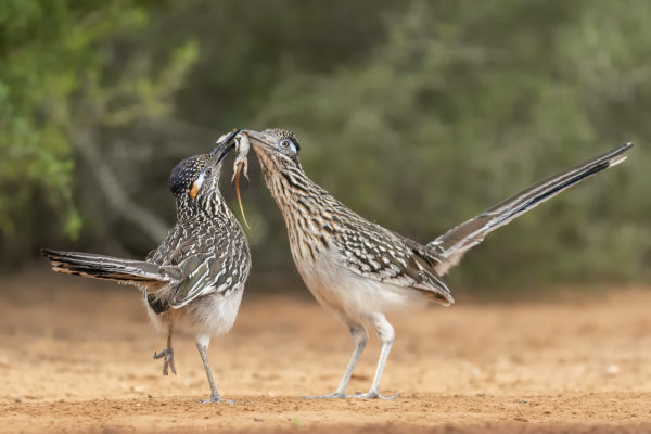 Roadrunners with lizard. Santa Clara Ranch