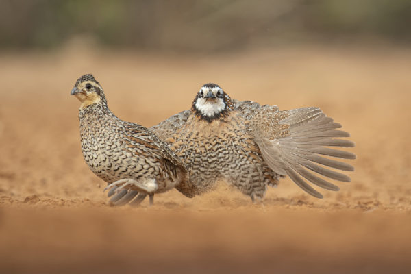 Northern Bobwhite male chasing a girl on Santa Clara Ranch.