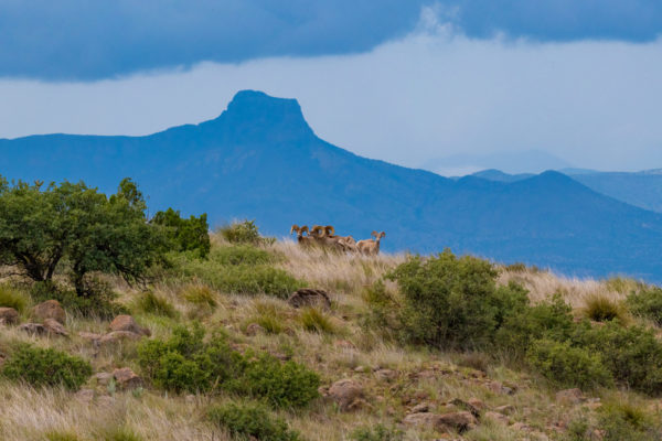 Elephant Mountain WMA