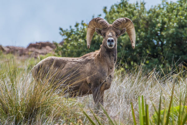 Bighorn Sheep