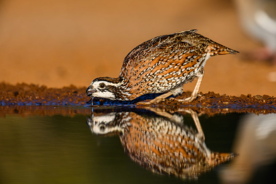 Restoring Texas’ Grasslands and Quail Population Texas Parks and