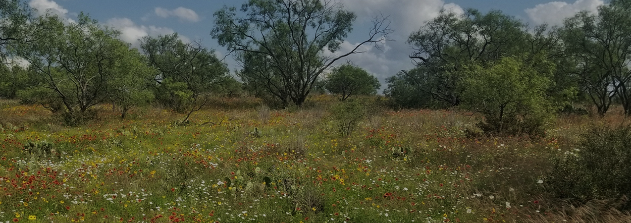 Mason Mountain WMA Adds Acreage for Wildlife Habitat