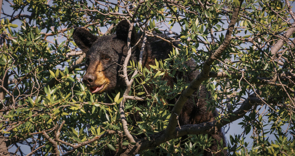 Ben Masters_Black Bear_