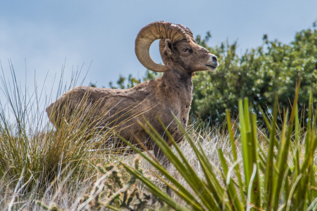 Bighorn Elephant Mountain