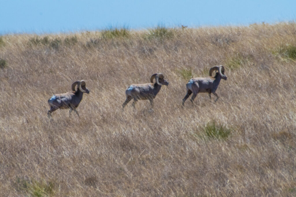 Elephant Mountain WMA-29